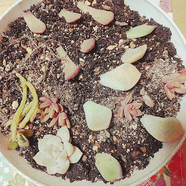 kさんの実例写真