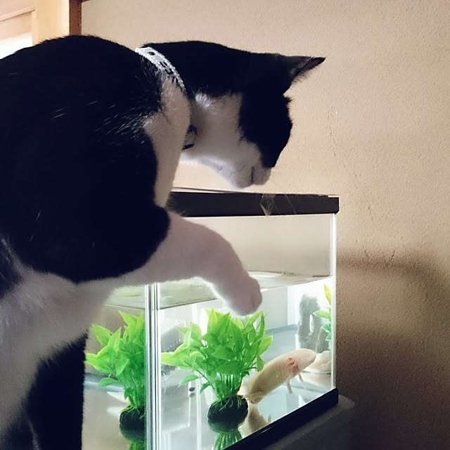 hiyo.pietさんの実例写真