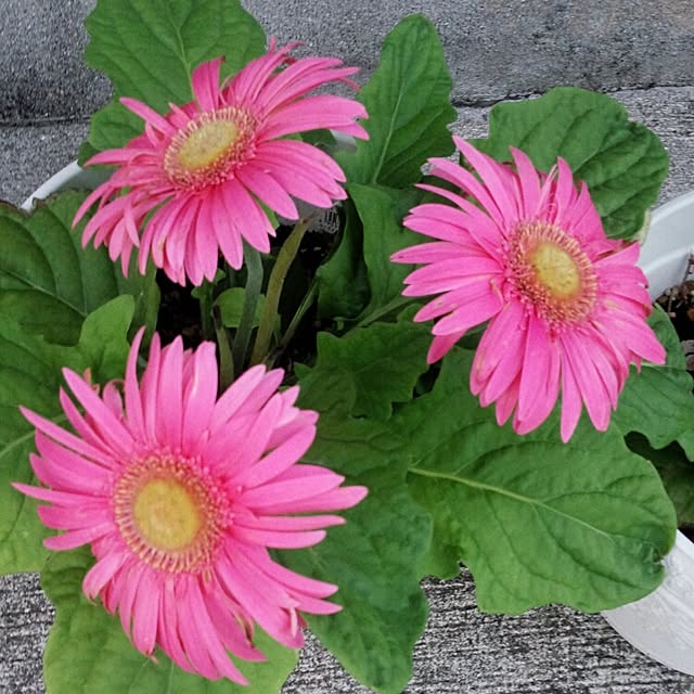 bamさんの実例写真