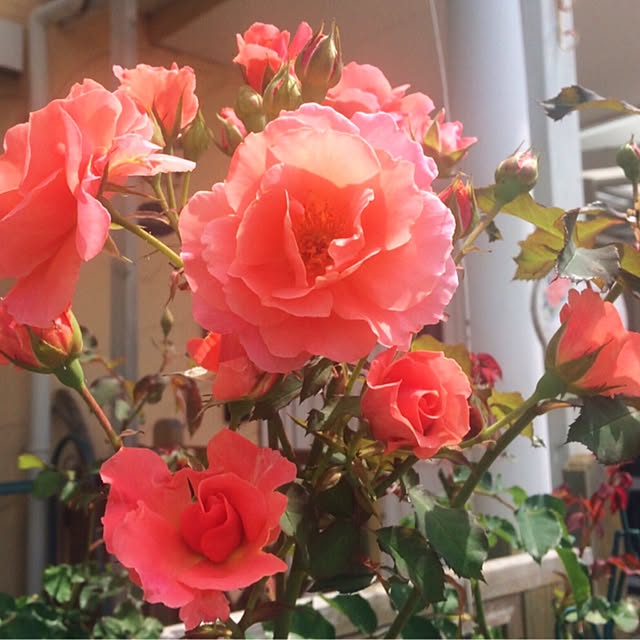 HappyRoseさんの実例写真