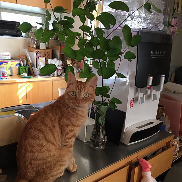 kou-kitiさんの実例写真