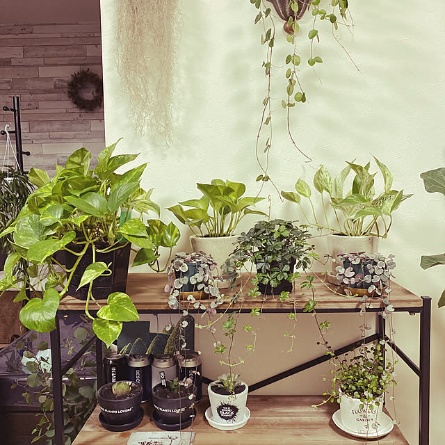 棚/雑貨/観葉植物/多肉植物のインテリア実例 - 2020-02-06 23:05:50