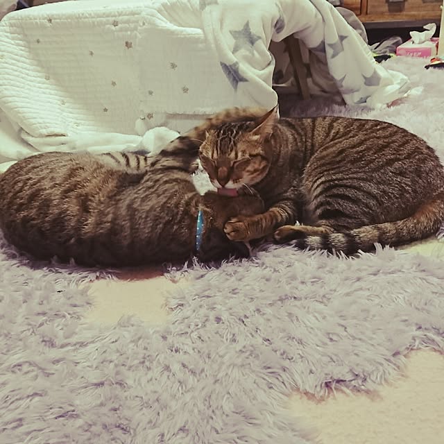 poniさんの実例写真