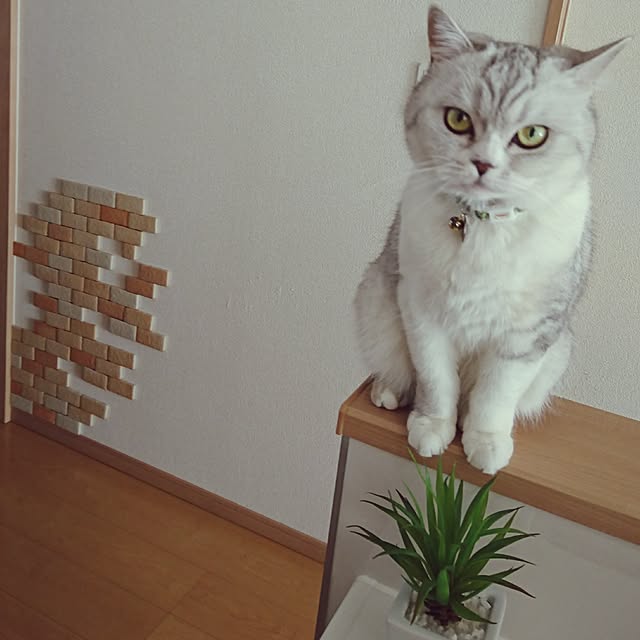 nyan5さんの実例写真