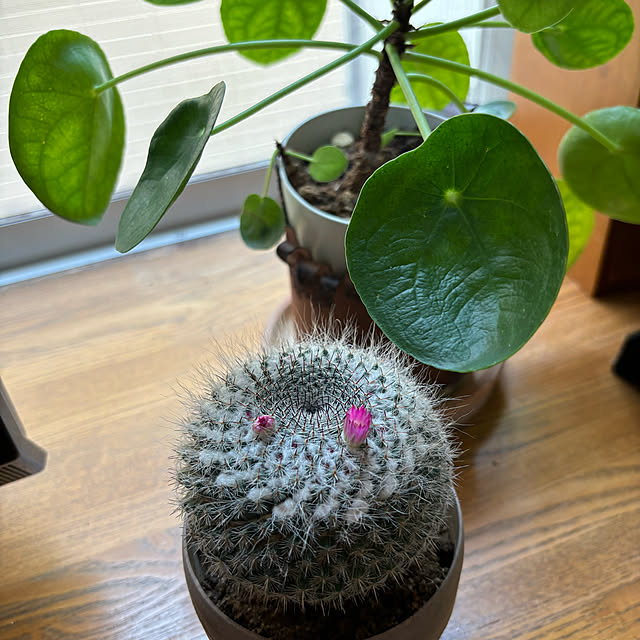 chIoeさんの部屋