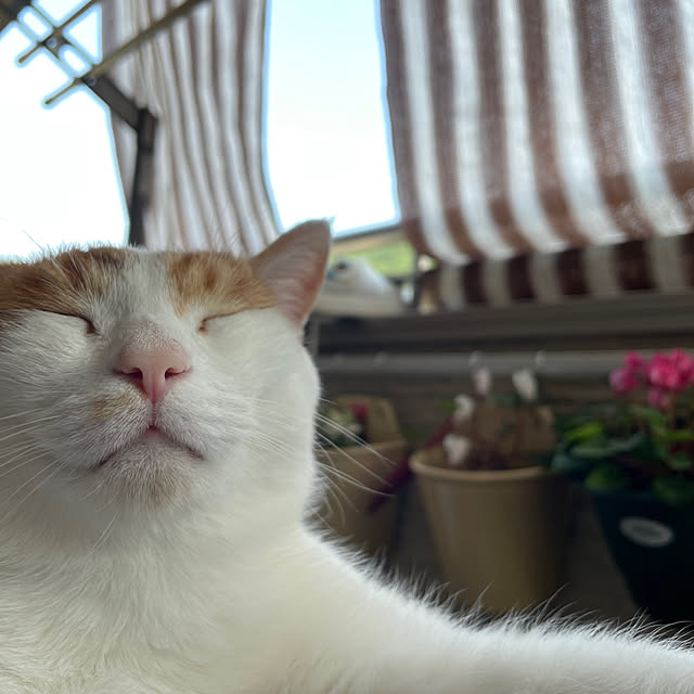 Toyomiさんの実例写真