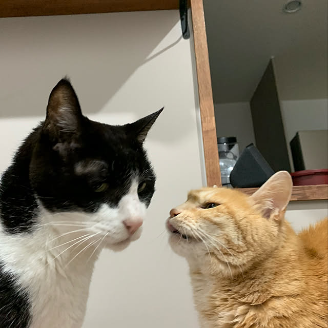 mikeume7さんの実例写真