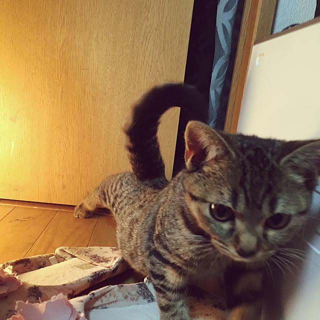 catwomanさんの実例写真