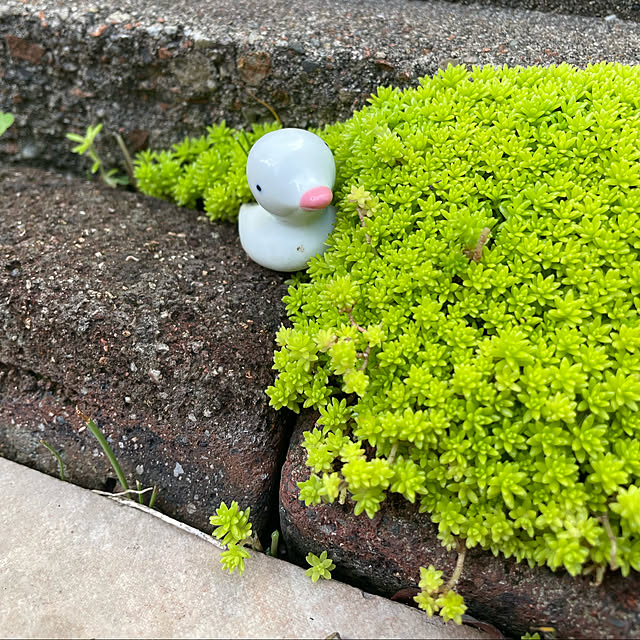 kuikoさんの実例写真
