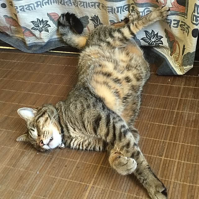 shinさんの実例写真