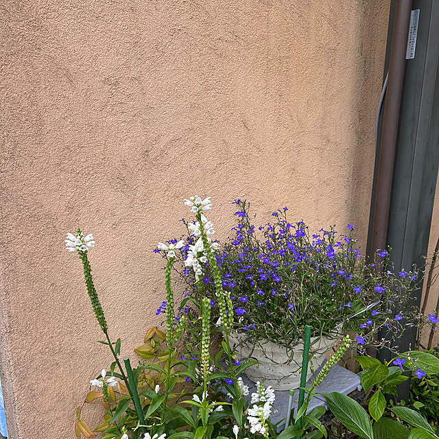 fumikoiさんの部屋