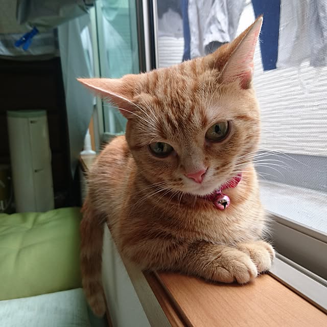 shinobuさんの実例写真
