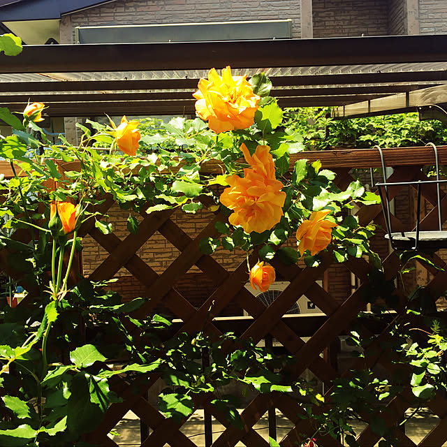 m-ktry.0530mikaさんの実例写真