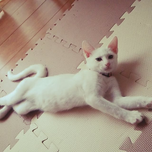 lovehoneyさんの実例写真