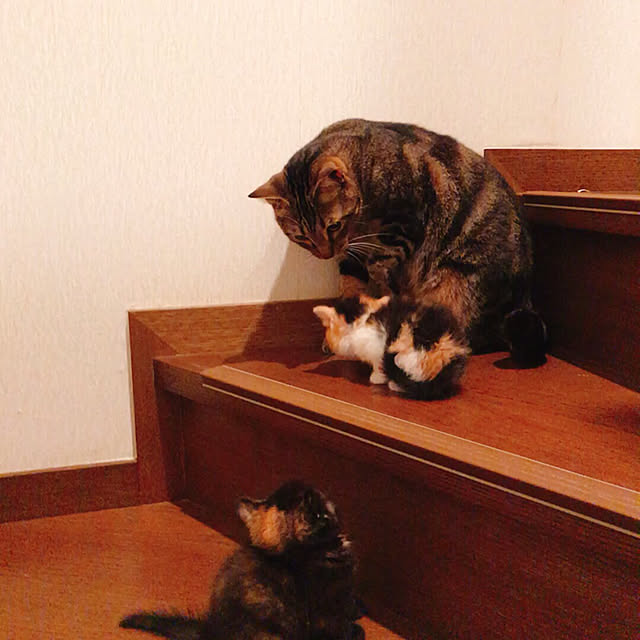 pepeさんの実例写真