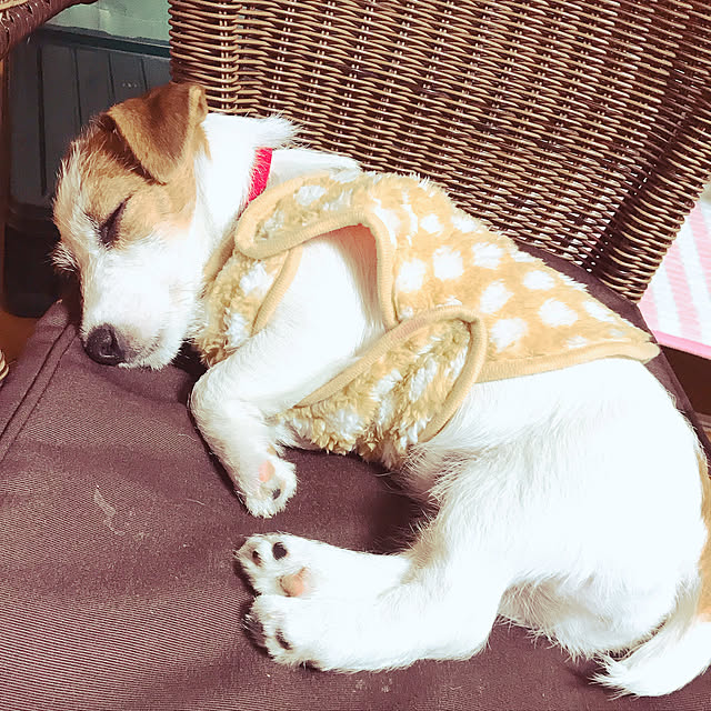 shimaumaさんの実例写真