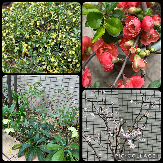 happy-sachiさんの実例写真