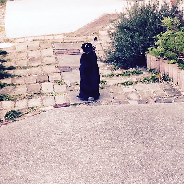 anzさんの実例写真