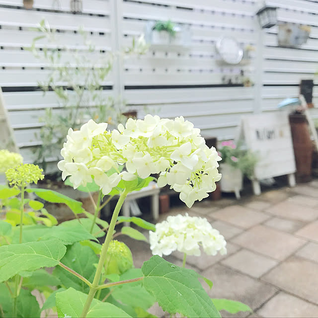 Whiteberryさんの実例写真