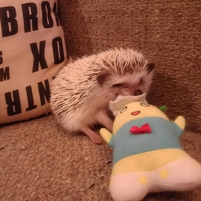 tomominさんの実例写真