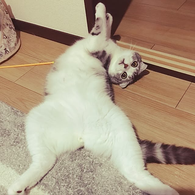 tomommyさんの部屋