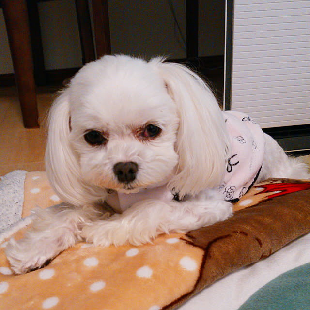 VIORAさんの実例写真