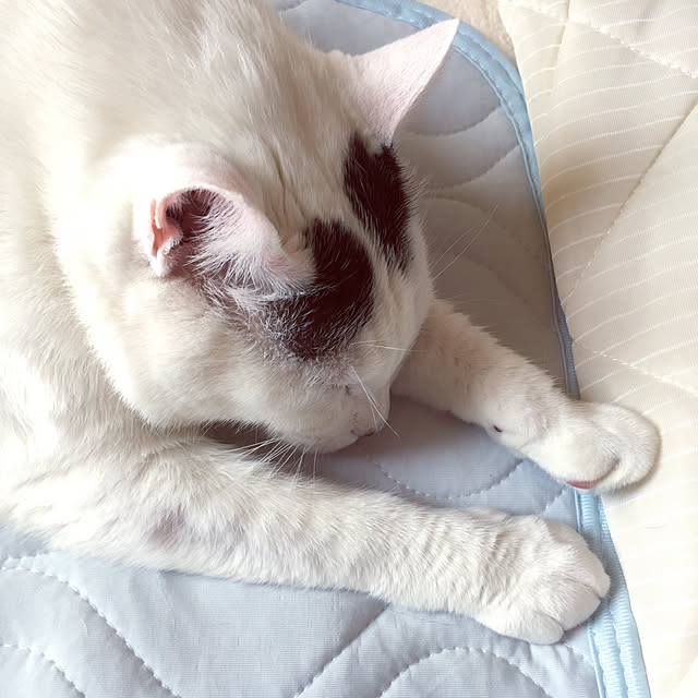 miさんの実例写真