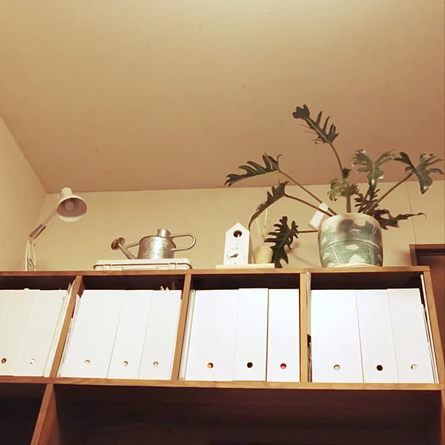 観葉植物/無印良品/棚のインテリア実例 - 2021-05-26 22:45:07