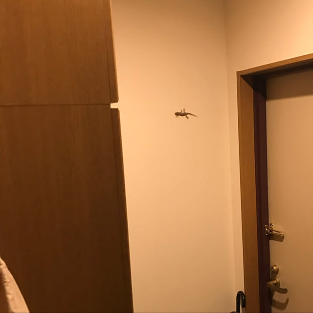 TOTOTOさんの実例写真