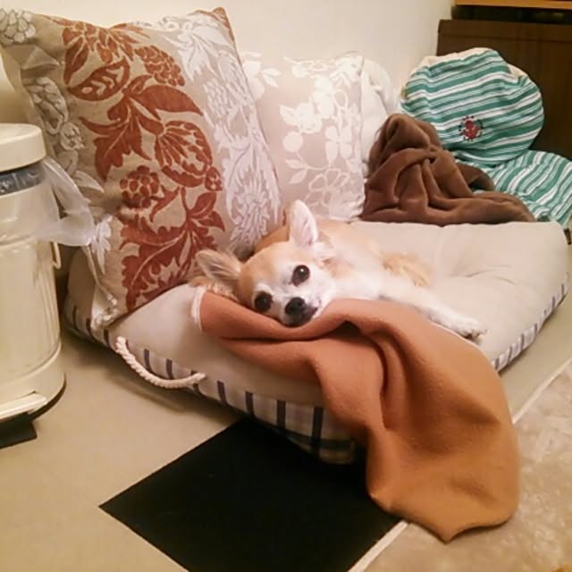 nob0309さんの実例写真