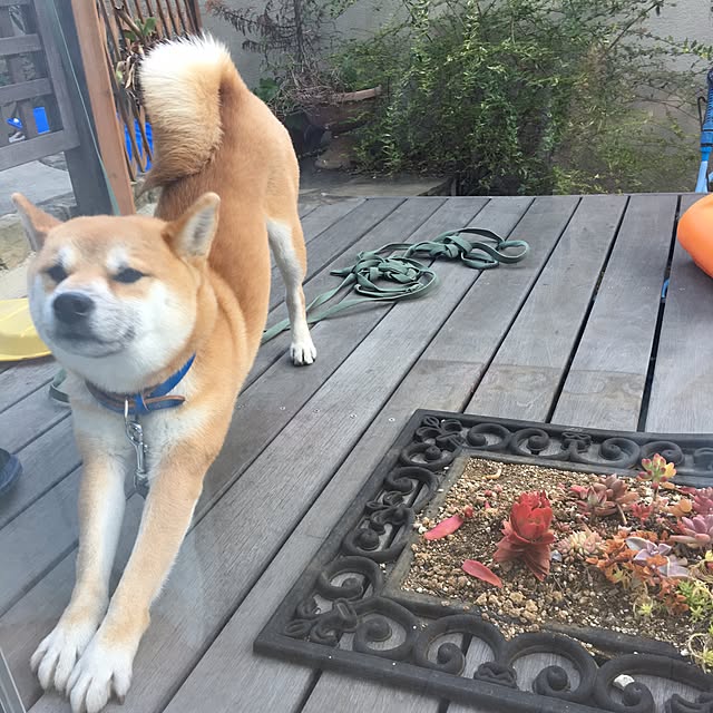 kotaさんの実例写真