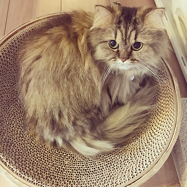 musicsukiさんの実例写真