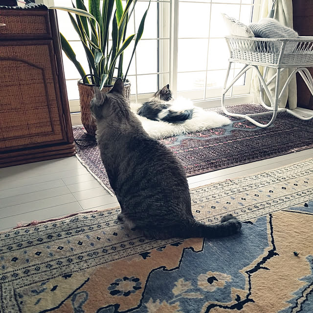 neoさんの実例写真