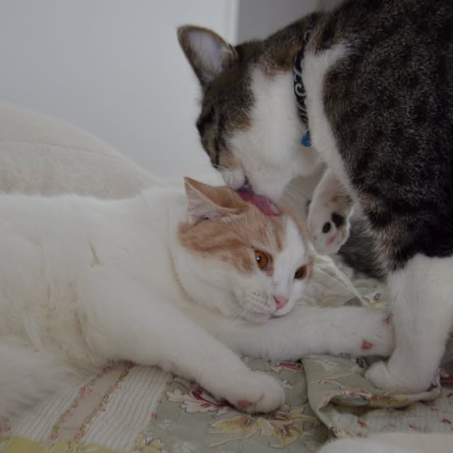 aosuke714さんの実例写真