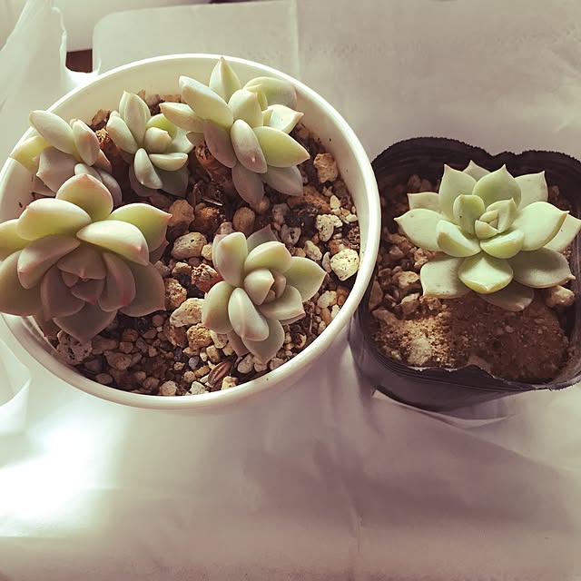 naocoさんの実例写真