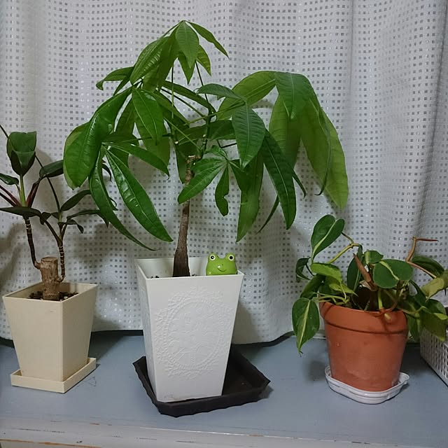 Kazusaさんの実例写真