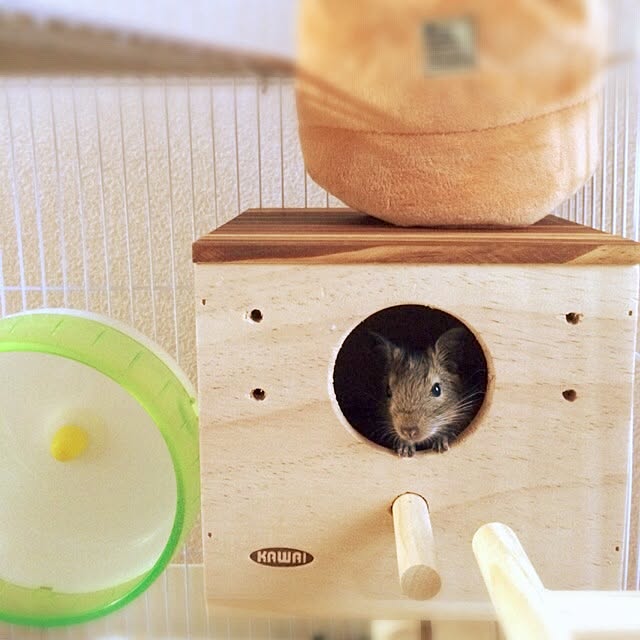 ainonさんの実例写真