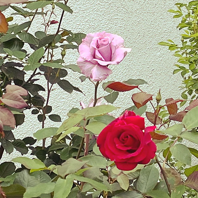 seiseiさんの実例写真