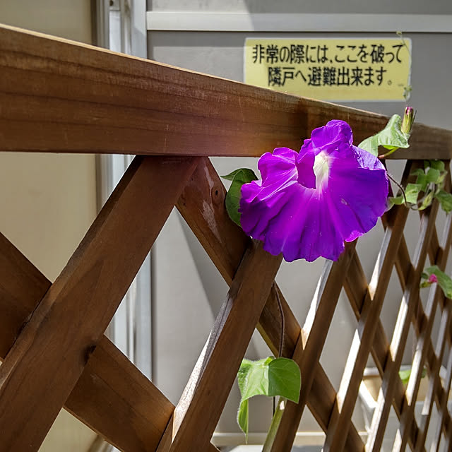 miwaさんの実例写真