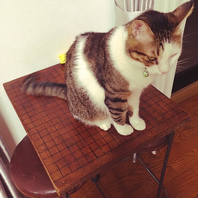 sachiさんの実例写真