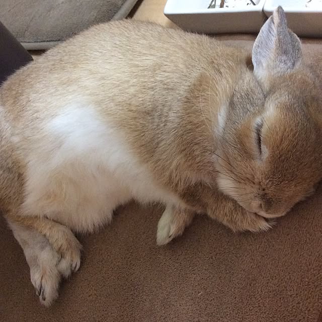chataさんの実例写真