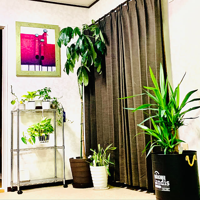 観葉植物/部屋全体のインテリア実例 - 2019-11-18 18:30:40