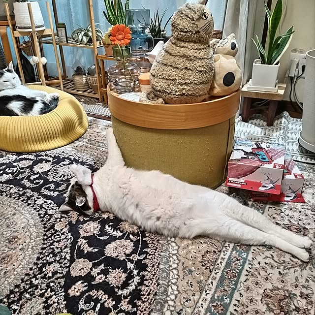 yuuさんの実例写真