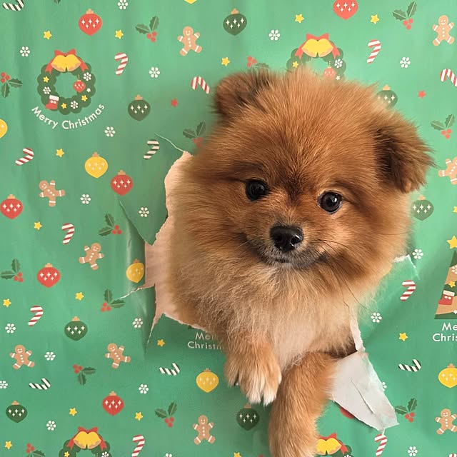 avovo7さんの部屋