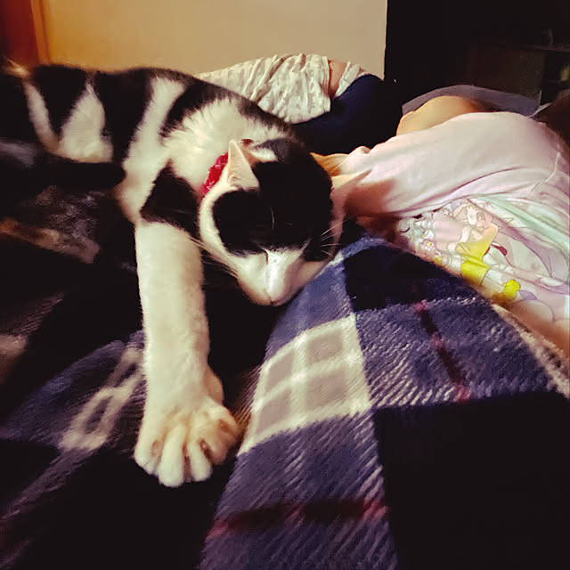 nekosamaさんの実例写真