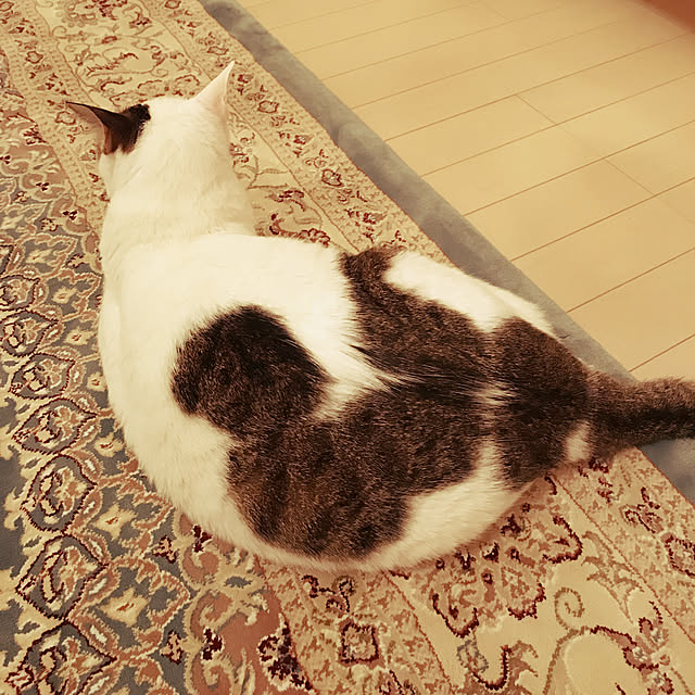 coedodecoさんの実例写真