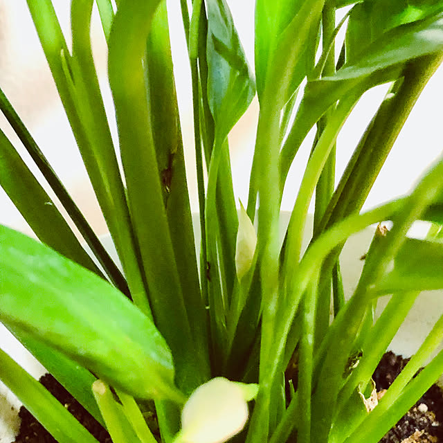 hanachanさんの部屋