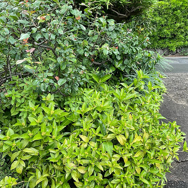 tomoさんの実例写真