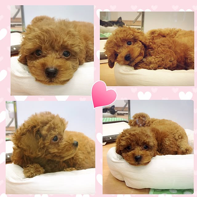 HappyRoseさんの実例写真