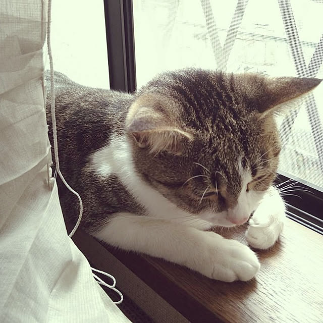 実例写真